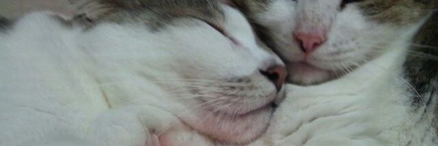 ifrita1059's profile banner image