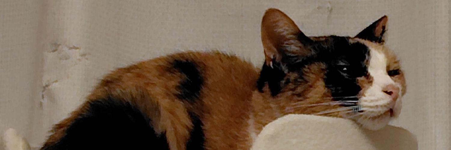 373Wara's profile banner image