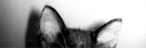 JasmineSteelman's profile banner image
