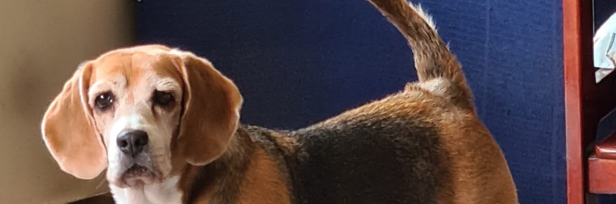 vvsampaio's profile banner image