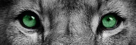 joshizu2015's profile banner image