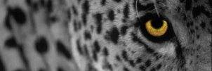 amrendra_bs's profile banner image