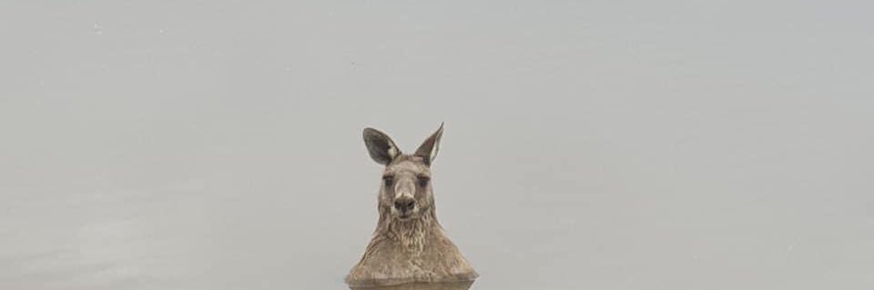 Pasta’s Bitch 🦘 banner