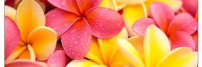 12yeshica's profile banner image