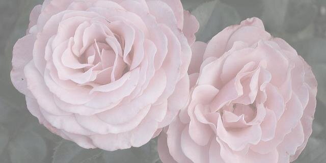 Yo banner