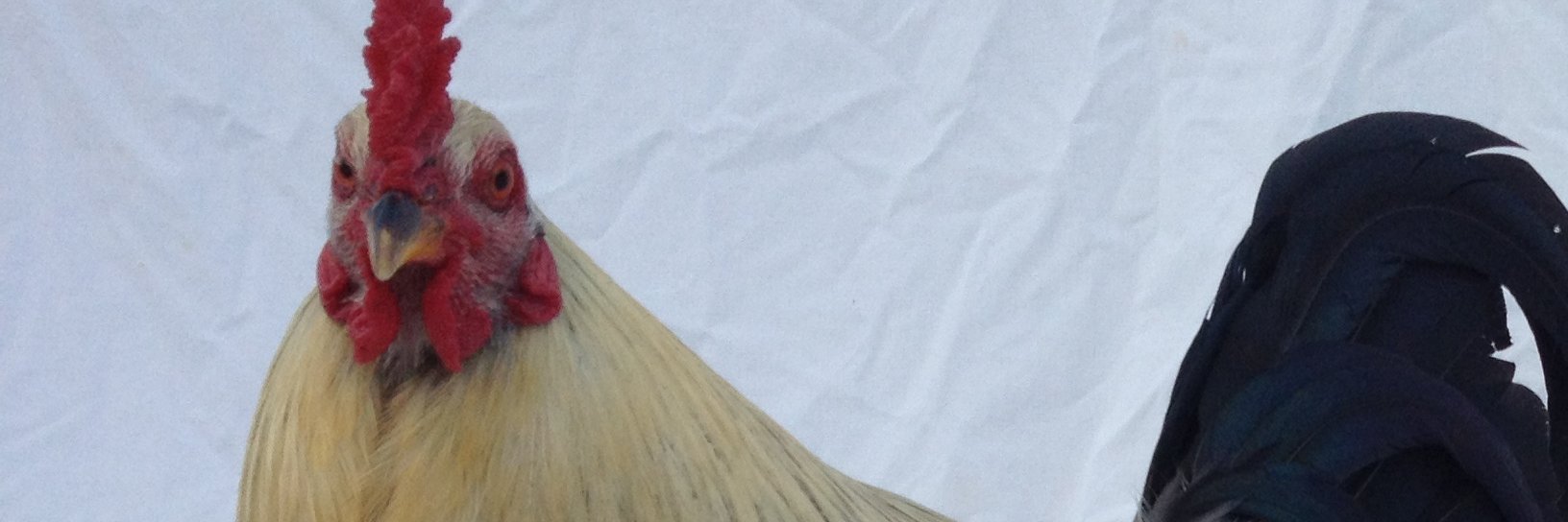 Megalith Records banner