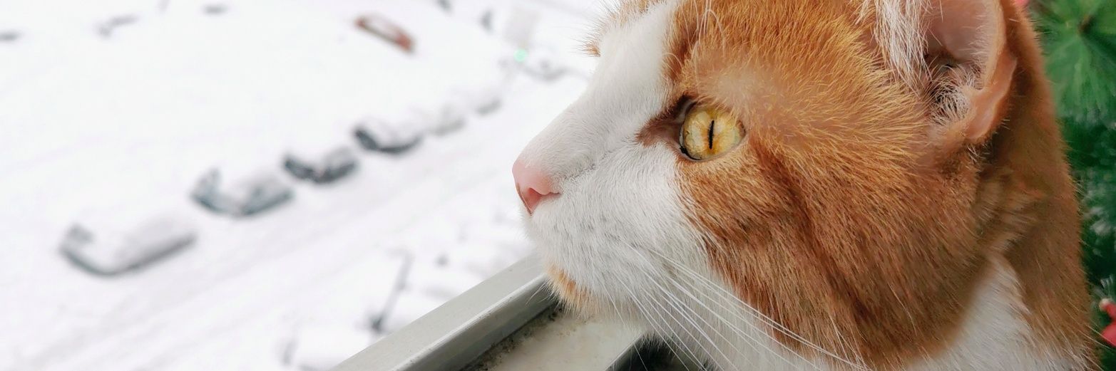zelu_sky's profile banner image