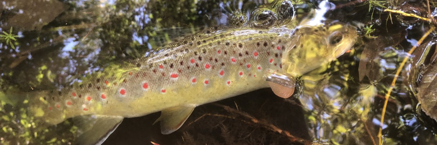 FishingYeti's profile banner image