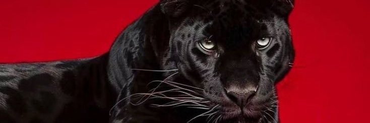GulbinAYY's profile banner image