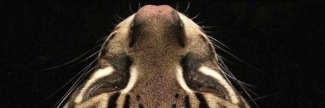 منيرٍة آلُِدِوُسرٍي banner