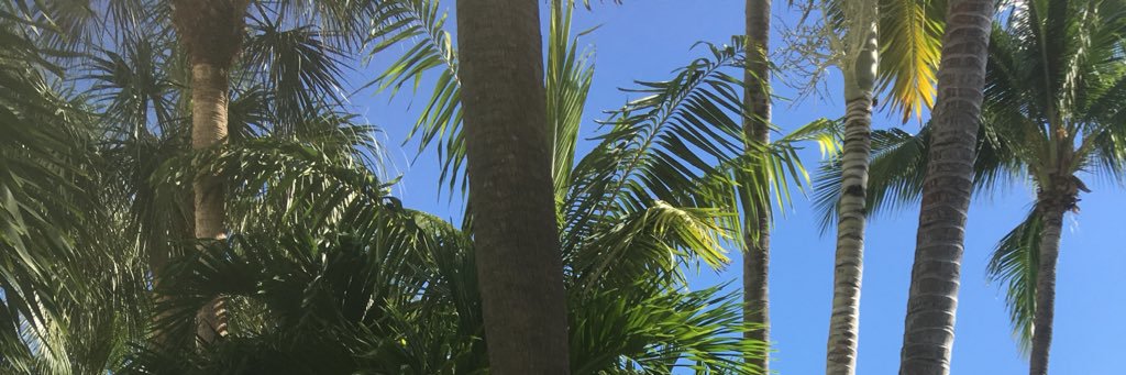 Vicky Pedia 💕 banner