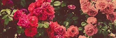 memo_ries_'s profile banner image