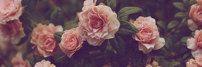 Heterogeneus's profile banner image