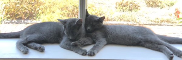 LeahRachelHooks Profile Banner