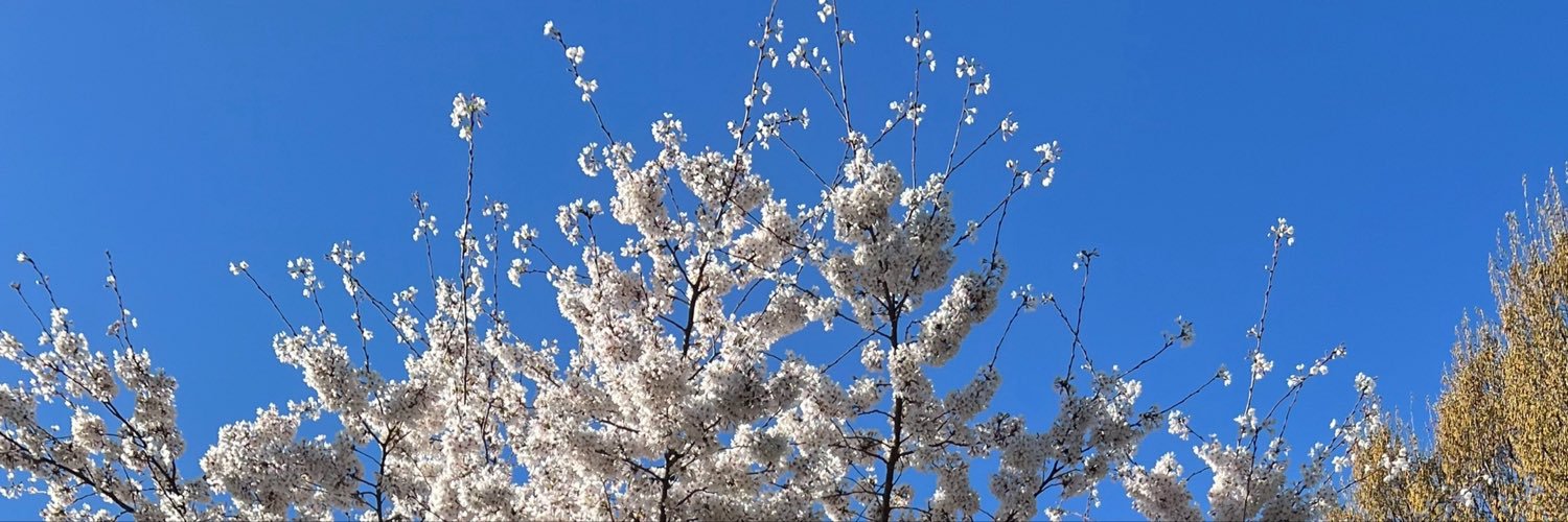 littleannac7's profile banner image