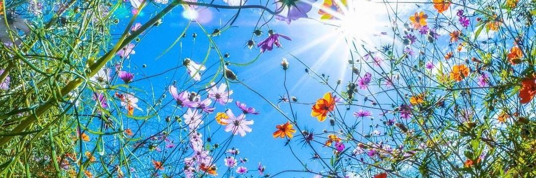 SunshineWonderG's profile banner image