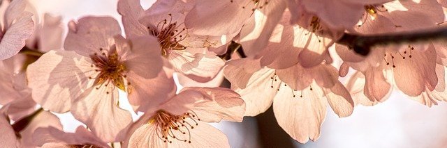 Charlene_E_S's profile banner image