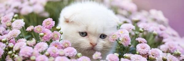 Bakalvinca's profile banner image