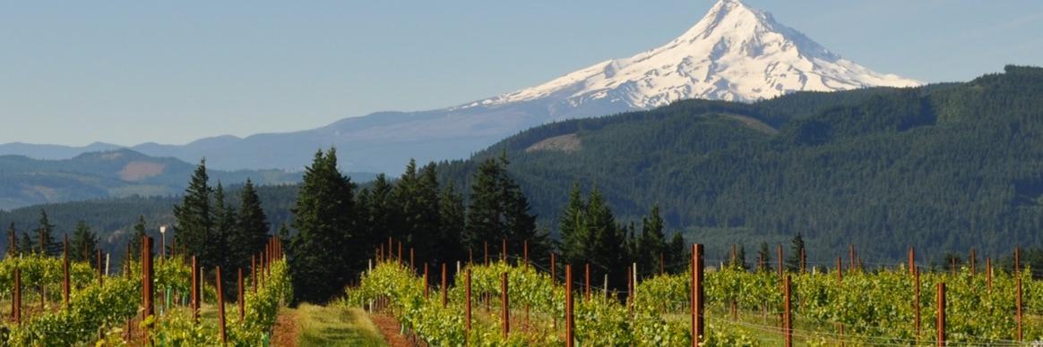 Swick_Wines's profile banner image