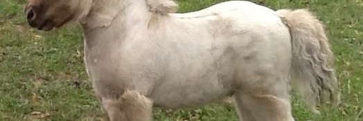 WesleyGG@wesleygg🇺🇦 banner