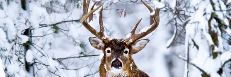 theDoliver's profile banner image