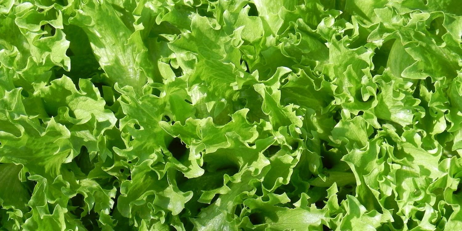 LettuceDaze's profile banner image