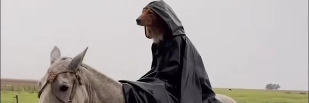 shimitergore's profile banner image
