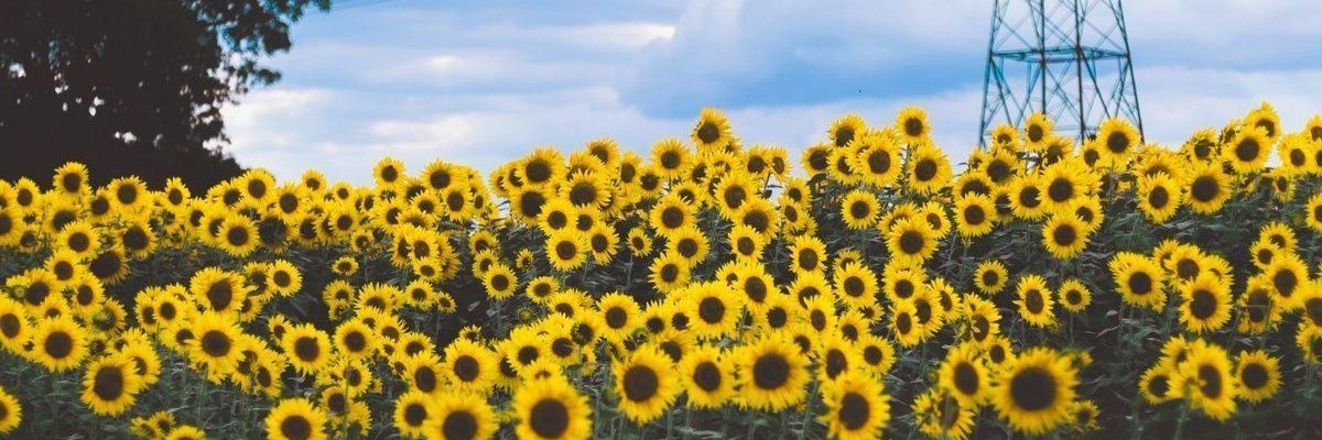 eaglee_xP's profile banner image