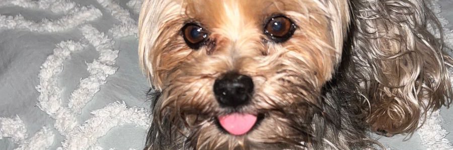 Ximeramiirez's profile banner image