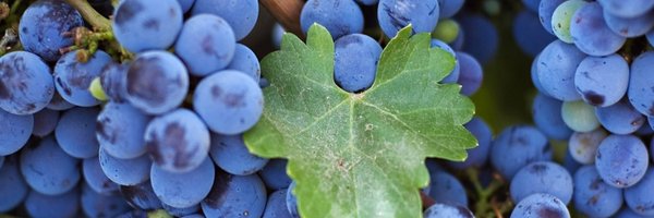 winetraining Profile Banner