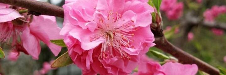 HonomiMayumi's profile banner image