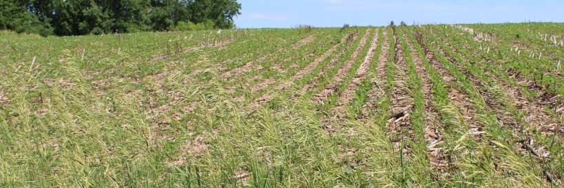 Patrick B Dillon banner