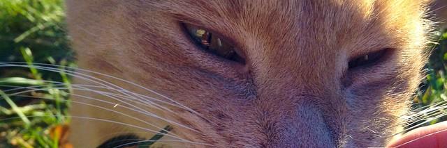 Alphakitty27's profile banner image