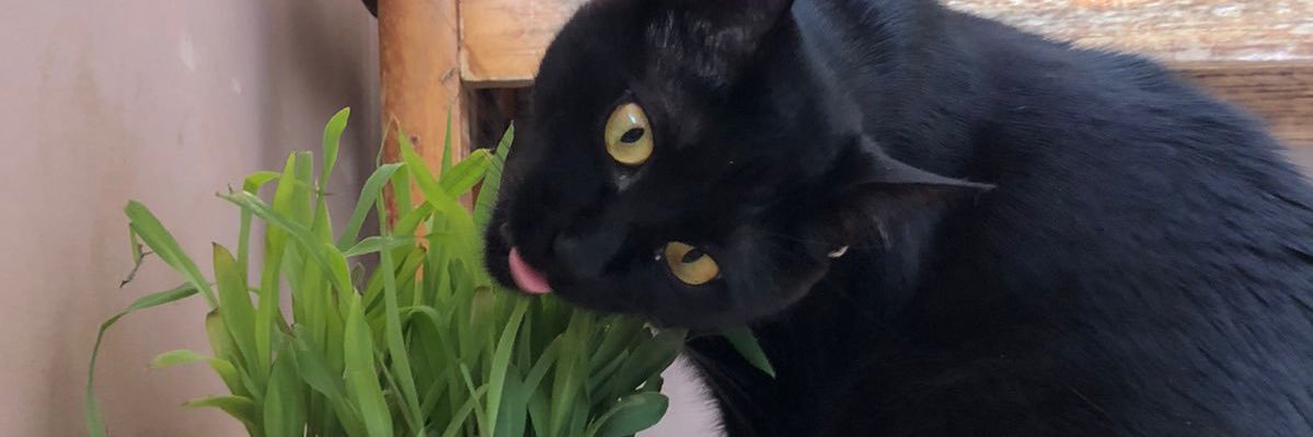 lucassdill's profile banner image