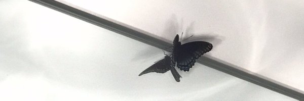 CeceliaSimon Profile Banner