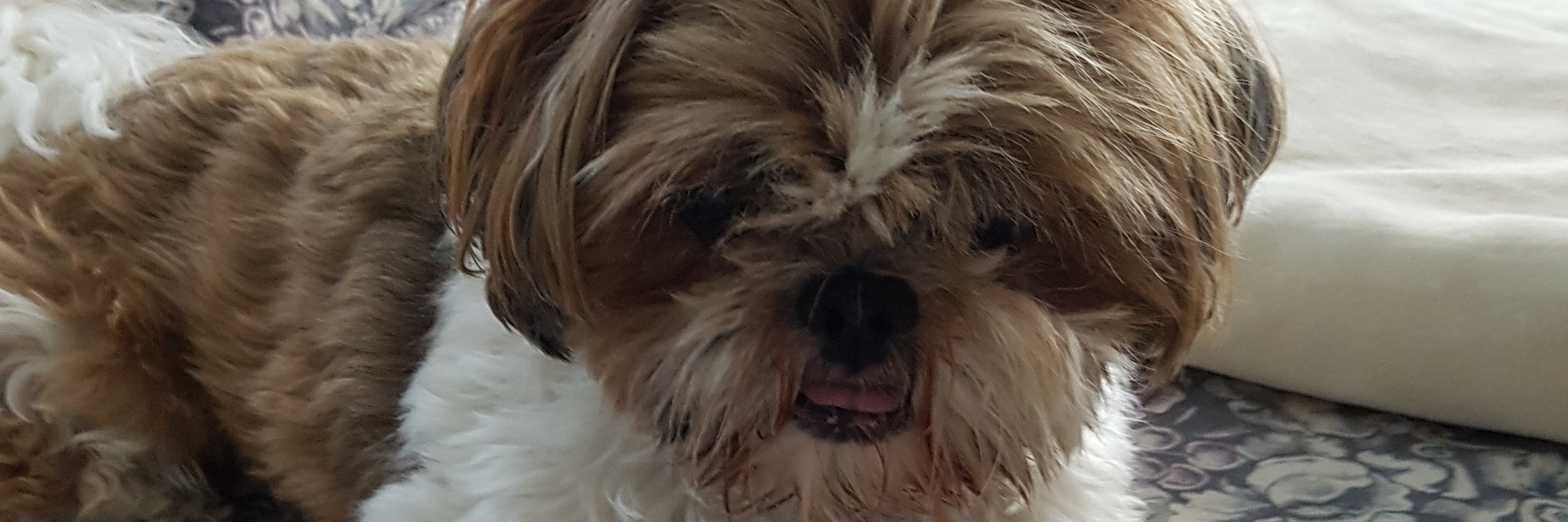 BarbaraChalk's profile banner image