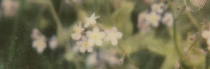 ☆ alitza ☆ banner