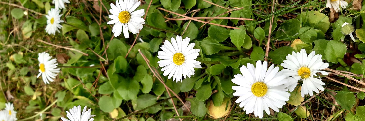 YolandaMauri's profile banner image