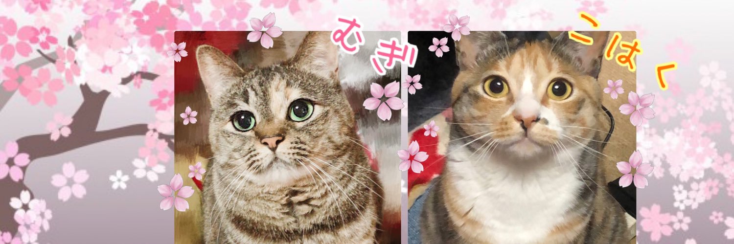 桜音琉鬼🌸👹(●'ᆺ'●){執事18年生) banner
