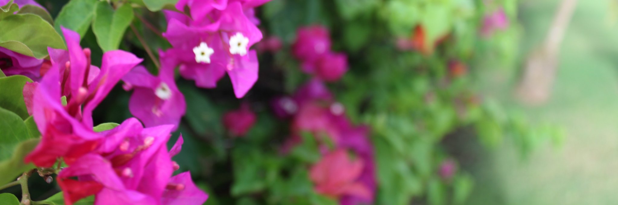Wongerr's profile banner image