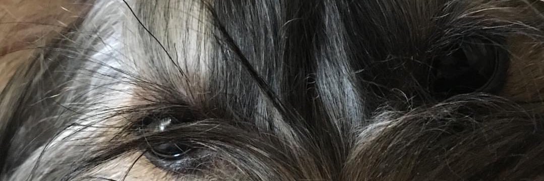 sheylaziritt's profile banner image