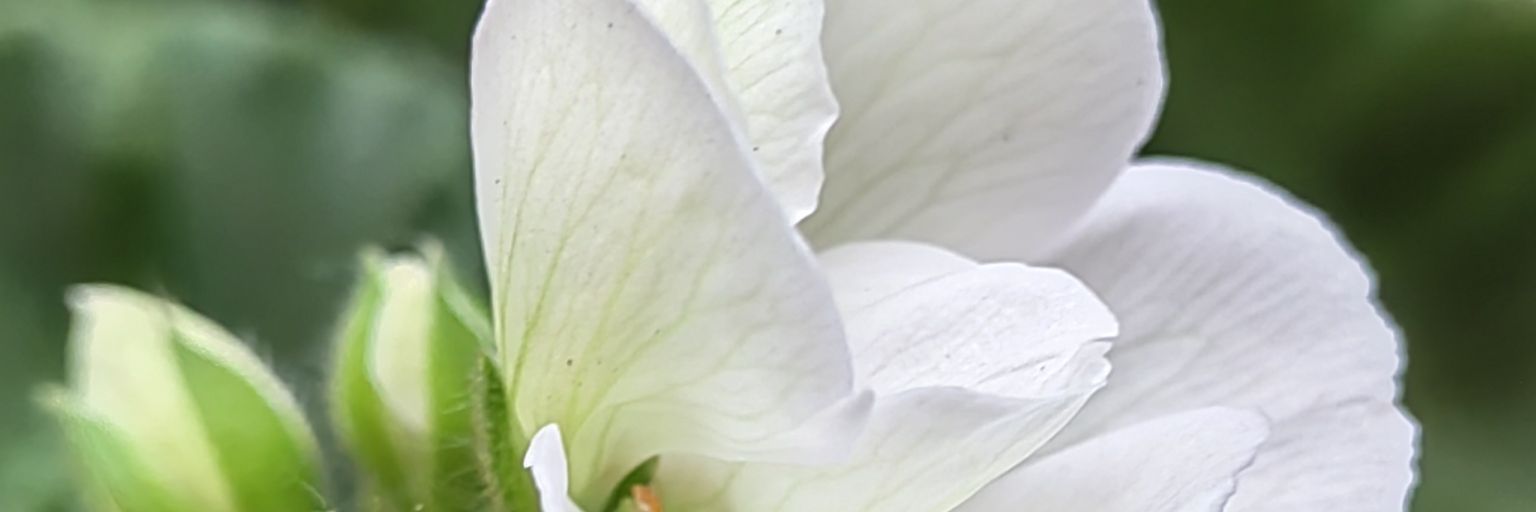 Ana Maria's banner