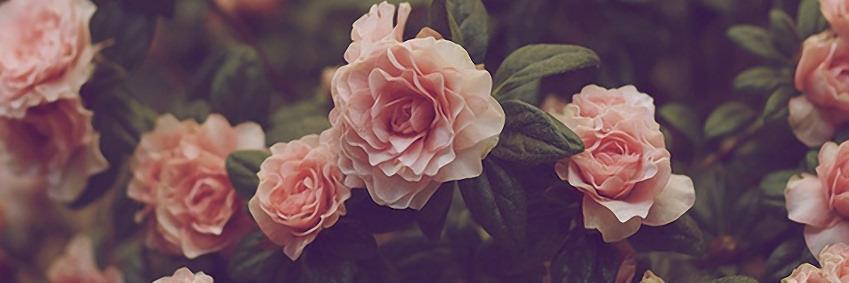 jenna_pelkey's profile banner image