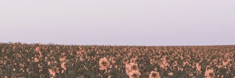 shayleecuff's profile banner image