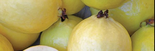 BoingGuayaba's profile banner image