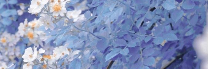 Drima439's profile banner image