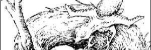 anomija's profile banner image