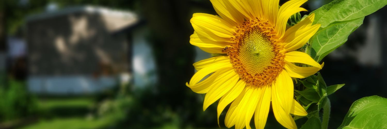 madhungrycrying's profile banner image