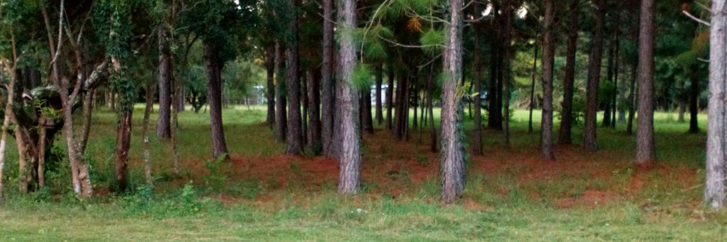 inescelingon70's profile banner image