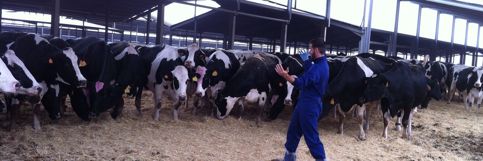 Fernandoo Estellés banner